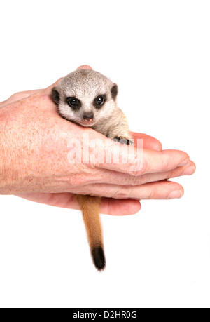 À queue fine, Suricate (Suricata suricata Meerkat). L'enfant unique dans une main. Studio photo sur un fond blanc. Banque D'Images