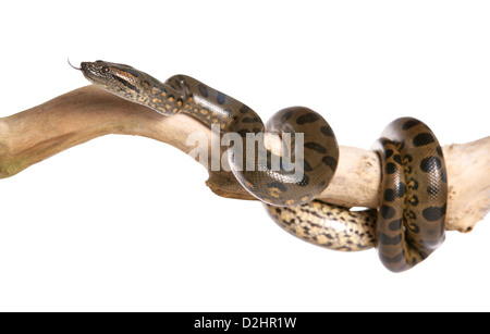 Anaconda vert (Eunectes murinus). Seul adulte sur une branche, effleurant sa langue maternelle. Studio photo sur un fond blanc. Banque D'Images