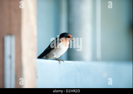 Hirondelle rustique (Hirundo neoxena Welcome), Christchurch, Nouvelle-Zélande Banque D'Images