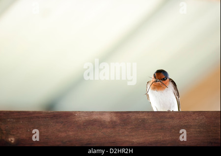 Hirondelle rustique (Hirundo neoxena Welcome), Christchurch, Nouvelle-Zélande Banque D'Images