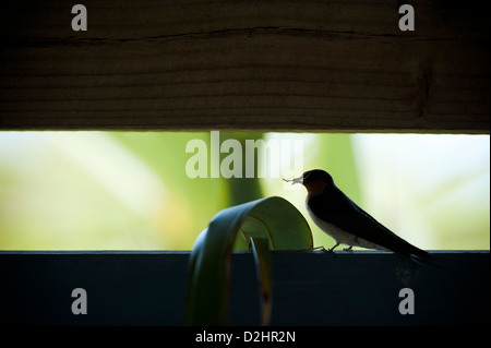 Hirondelle rustique (Hirundo neoxena Welcome), Christchurch, Nouvelle-Zélande Banque D'Images