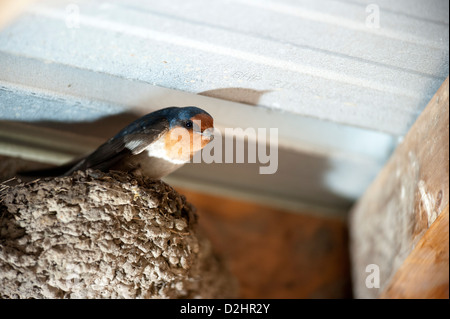 Hirondelle rustique (Hirundo neoxena Welcome), Christchurch, Nouvelle-Zélande Banque D'Images