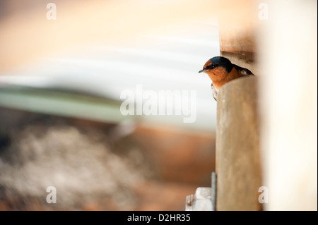 Hirondelle rustique (Hirundo neoxena Welcome), Christchurch, Nouvelle-Zélande Banque D'Images