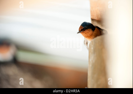 Hirondelle rustique (Hirundo neoxena Welcome), Christchurch, Nouvelle-Zélande Banque D'Images