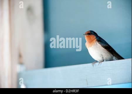 Hirondelle rustique (Hirundo neoxena Welcome), Christchurch, Nouvelle-Zélande Banque D'Images