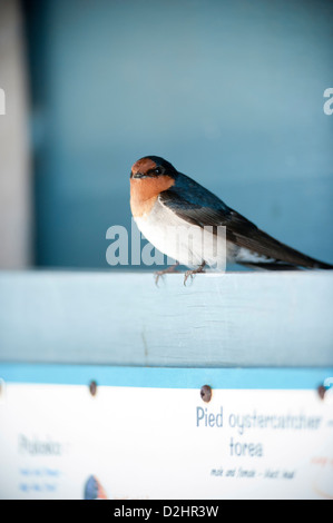 Hirondelle rustique (Hirundo neoxena Welcome), Christchurch, Nouvelle-Zélande Banque D'Images