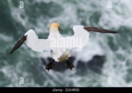 Un adulte fou de bassan (Morus bassanus) planeur au-dessus d'une mer agitée à la tête de la troupe dans l'Aberdeenshire, en Écosse. En août. Banque D'Images