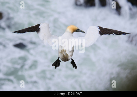 Un adulte fou de bassan (Morus bassanus) planeur au-dessus d'une mer agitée à la tête de la troupe dans l'Aberdeenshire, en Écosse. En août. Banque D'Images