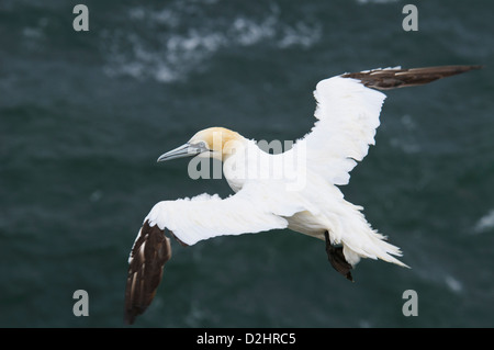 Un adulte fou de bassan (Morus bassanus) planeur au-dessus d'une mer agitée à la tête de la troupe dans l'Aberdeenshire, en Écosse. En août. Banque D'Images