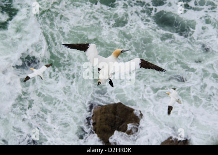 Trois des profils de fous de bassan (Morus bassanus) planeur au-dessus d'une mer agitée à la tête de la troupe dans l'Aberdeenshire, en Écosse. En août. Banque D'Images