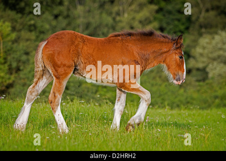 Shire Horse. Poulain femelle marche sur un pré Banque D'Images