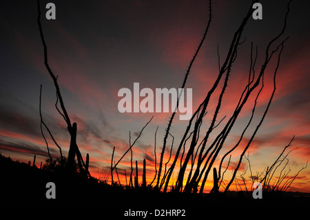 Un coucher de silhouettes saguaro cactus (Carnegiea gigantea) et la société dans le désert de Sonora, Tucson, Arizona, USA. Banque D'Images