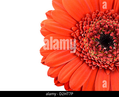 Marigold Flower Partie rouge isolé sur fond blanc Banque D'Images
