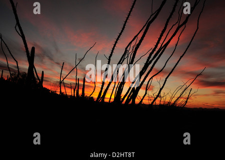 Un coucher de silhouettes saguaro cactus (Carnegiea gigantea) et la société dans le désert de Sonora, Tucson, Arizona, USA. Banque D'Images