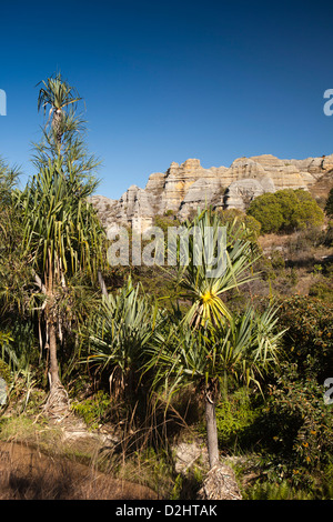 Madagascar, le Parc National de l'Isalo, le sisal palmiers dans plateau central Banque D'Images