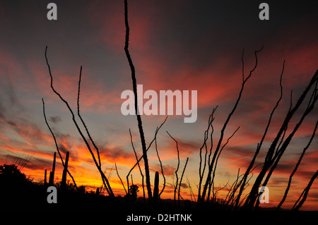 Un coucher de silhouettes saguaro cactus (Carnegiea gigantea) et la société dans le désert de Sonora, Tucson, Arizona, USA. Banque D'Images