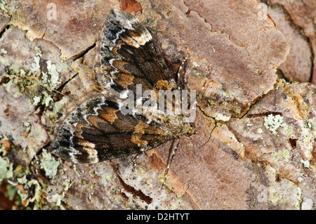 Un tapis en marbre sombre (Chloroclysta citrata) camouflée contre l'écorce de pin à l'RSPB Loch Garten, Inverness-shire, en Écosse. Banque D'Images