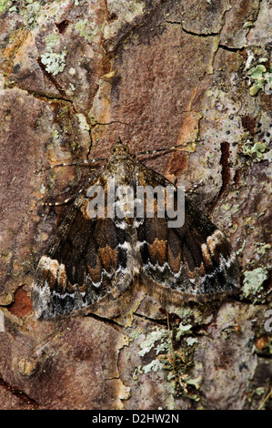 Un tapis en marbre sombre (Chloroclysta citrata) camouflée contre l'écorce de pin à l'RSPB Loch Garten, Inverness-shire, en Écosse. Banque D'Images