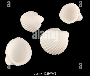 Les petits coquillages coquillages blanche Banque D'Images