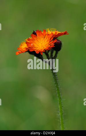 Un flowerhead de fox-et-d'oursons (Pilosella aurantiaca) croissant dans une prairie de fleurs sauvages près de Grantown-on-Spey, Morayshire, en Écosse. Banque D'Images