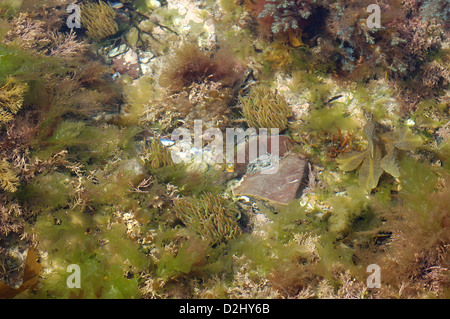 Rockpool avec snakelocks les anémones et marron, vert et rouge l'algue, UK Banque D'Images