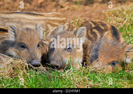 Trois le sanglier (Sus scrofa) porcelets dormir entassés dans la forêt au printemps, Allemagne Banque D'Images