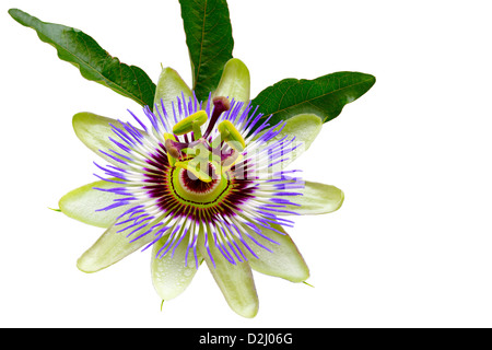 Fleur de la passion (Passiflora) isolé sur fond blanc. Isolé avec chemin de détourage. Fleur d'été. Adobe RVB. De facto droit Banque D'Images