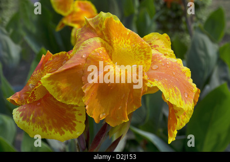 Belles fleurs Cannas en orange, Lodi gardens, Delhi, Inde Banque D'Images