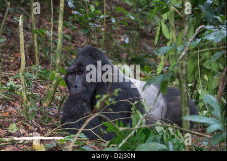 Gorille de montagne, l'Ouganda Banque D'Images