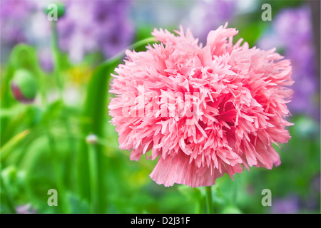 Pavot rose double dans un jardin d'été. Banque D'Images