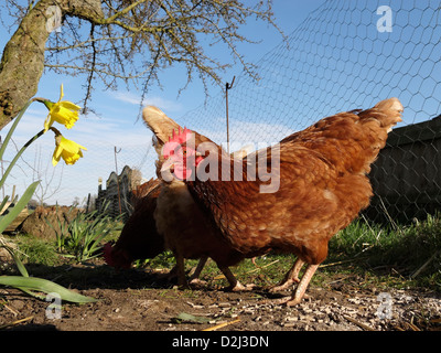 Poules élevées en libre parcours dans le Lincolnshire, en Angleterre. Banque D'Images