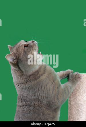 British Shorthair Cat mendier de la nourriture isolé sur fond vert Banque D'Images