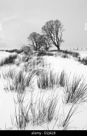 L'hiver sur Linley Hill en monochrome, Shropshire, England, UK Banque D'Images