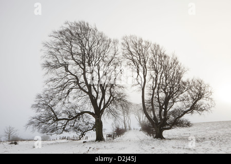 Sur la colline d'hiver Linley, Shropshire, England, UK Banque D'Images