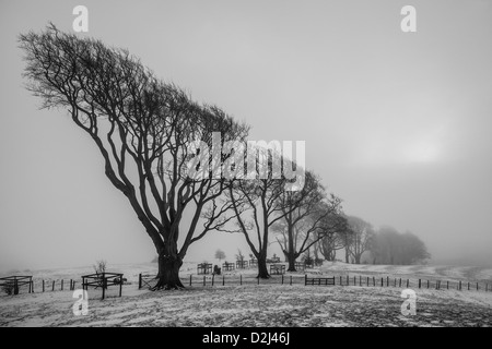 L'hiver sur Linley Hill en monochrome, Shropshire, England, UK Banque D'Images