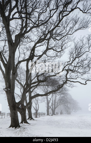 Sur la colline d'hiver Linley, Shropshire, England, UK Banque D'Images