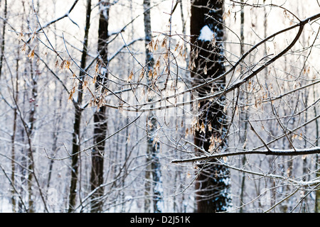 Givre sur ash tree seeds en forêt d'hiver Banque D'Images