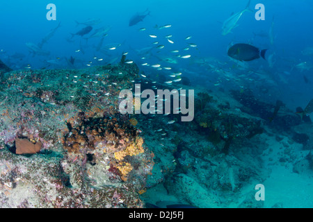 Écoles de poissons de récifs tropicaux au Parc National Marin de Cabo Pulmo, au Mexique. Banque D'Images