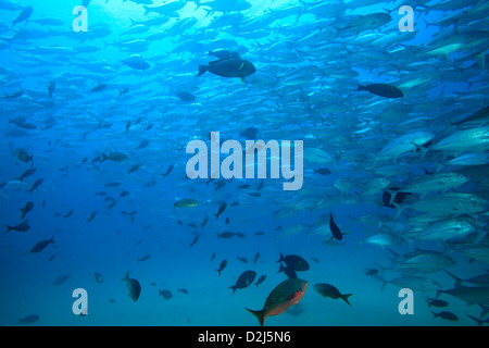 Grandes écoles de poissons de récifs tropicaux au Parc National Marin de Cabo Pulmo, au Mexique. Banque D'Images