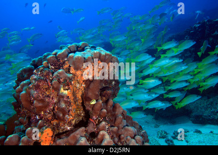 Une école de sous-marine vivaneau à queue jaune à Parc National Marin de Cabo Pulmo. Banque D'Images