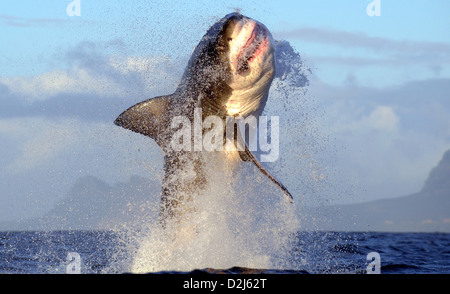 Grand Requin Blanc violer à Seal Island, Afrique du Sud Banque D'Images