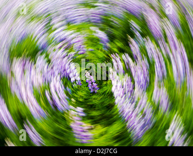 Motion Blur de lupin arctique, Lupinus arcticus, fleurs de pourpre fleur près de diviser, péninsule de Kenai Chugach, Ts'l'Alaska de la forêt Banque D'Images