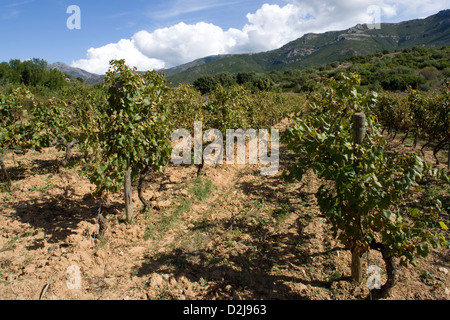 Corse : Patrimonio - Domaine Antoine Arena / automne couleur des vignes Banque D'Images