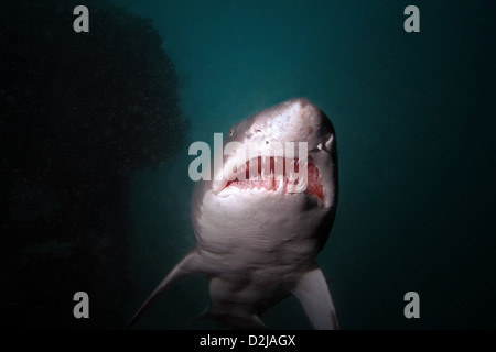 Une grande femelle sand tiger shark cruises surcharge sur le naufrage de l'Hyde au large de la côte de la Wilmington, Caroline du Nord USA Banque D'Images