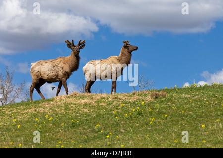 Deux wapitis taureaux (Cervus elaphus) debout au sommet d'une colline herbeuse avec des haricots de Buffalo par un jour ensoleillé de printemps avec des nuages inégaux alors qu'une hirondelle passe Banque D'Images