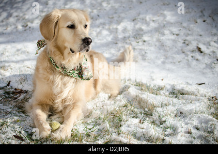 "Chispa" le Golden Retriever jouant avec une balle de tennis dans la neige Banque D'Images