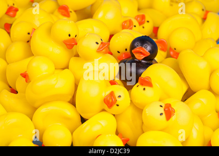 Canard en caoutchouc noir dans une masse de canards en caoutchouc jaune. Banque D'Images