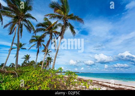 Bahamas, Île Eleuthera, Double Bay Beach Banque D'Images