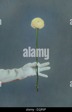 Une main dans un gant blanc tient une fleur de renoncule jaune Banque D'Images