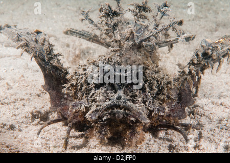 Une tortue à Devilfish (Inimicus didactylus), aussi connu comme un démon Stinger, au Lion Island, Bootless Bay, Papouasie Nouvelle Guinée Banque D'Images